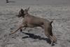 Yogi at Carmel Weim Walk